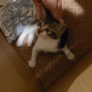 急募☆生後4週間☆キジ白ちゃん