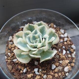 多肉植物、メダカ等好きな方