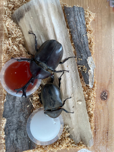 カブトムシ幼虫5頭ノコギリクワガタ幼虫6頭セット