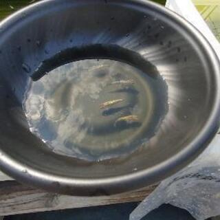 メダカ【琥珀ラメ背鰭無し】の画像