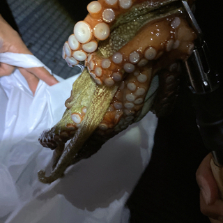 初心者必見　釣り　豊浜釣り桟橋 − 愛知県