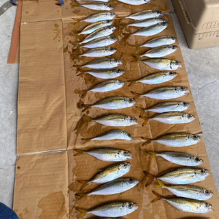 初心者必見　釣り　豊浜釣り桟橋