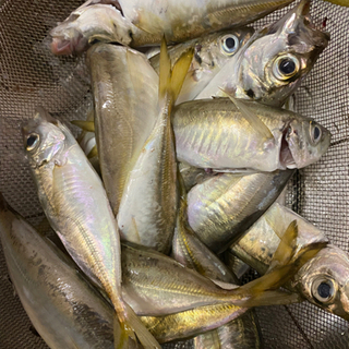初心者必見　釣り　豊浜釣り桟橋 - メンバー募集