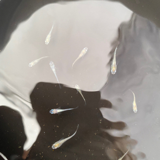 クリームラメメダカ8匹+αの画像