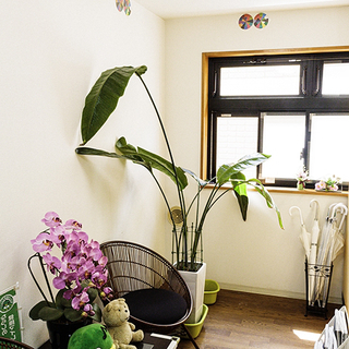 観葉植物の手入れ方法を教えて下さい。