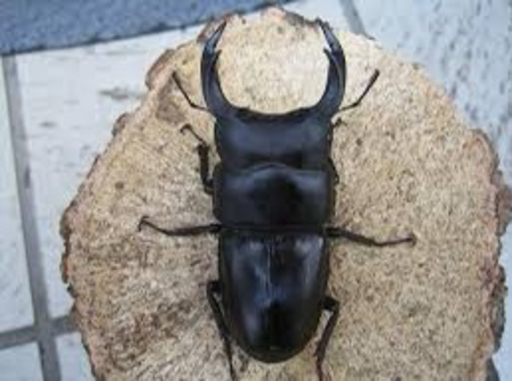 オオクワガタ、オオヒラタクワガタ、カブトムシ