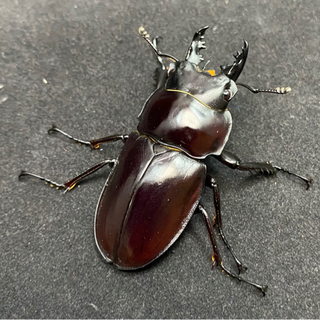 ヤエヤママルバネクワガタ　オス単の画像