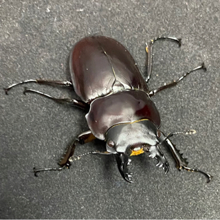 ヤエヤママルバネクワガタ　オス単の画像