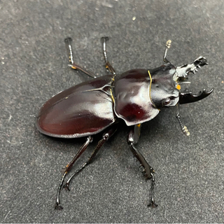 ヤエヤママルバネクワガタ　オス単の画像