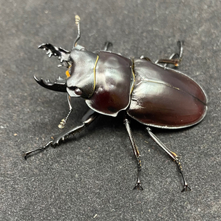 ヤエヤママルバネクワガタ　オス単