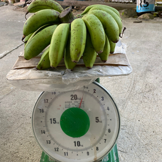 島バナナ　1kg500円の画像