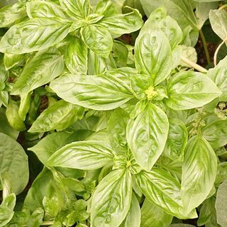 とれたて野菜　生バジル　青じそ　辛くない黄緑のしし唐　やわらかいオクラ　なすび　ミニトマトの画像