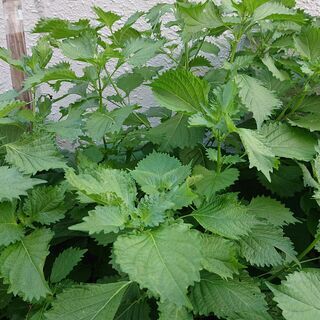 とれたて野菜　生バジル　青じそ　辛くない黄緑のしし唐　やわらかいオクラ　なすび　ミニトマトの画像