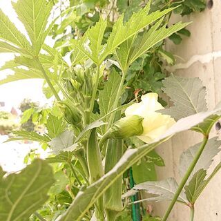 とれたて野菜　生バジル　青じそ　辛くない黄緑のしし唐　やわらかいオクラ　なすび　ミニトマトの画像