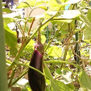 とれたて野菜　生バジル　青じそ　辛くない黄緑のしし唐　やわらかいオクラ　なすび　ミニトマトの画像