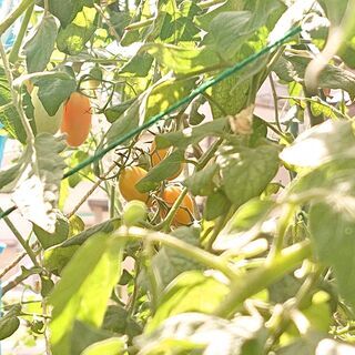 とれたて野菜　生バジル　青じそ　辛くない黄緑のしし唐　やわらかいオクラ　なすび　ミニトマトの画像