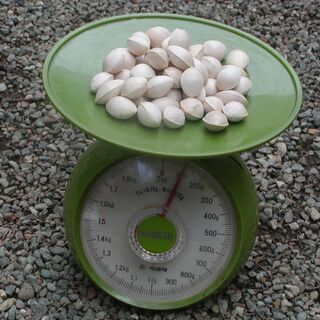 只今、天日干し中！　銀杏100ｇ⇒100円！の画像