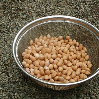 只今、天日干し中！　銀杏100ｇ⇒100円！の画像