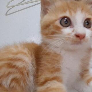 優しい家族を募集してます
