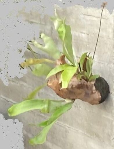 引越の為、破格値で】コウモリラン/ビカクシダ/インテリア/観葉植物