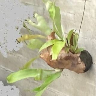 【引越の為、破格値で】コウモリラン/ビカクシダ/インテリア/観葉植物