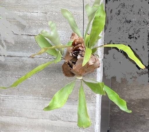 引越の為、破格値で】コウモリラン/ビカクシダ/インテリア/観葉植物