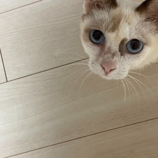 公園の猫、里親決定しました。