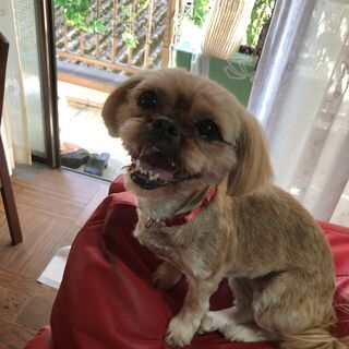 シーズー犬　女の子の譲渡