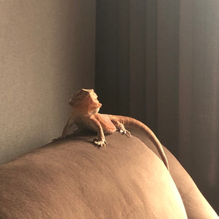 フトアゴヒゲトカゲ