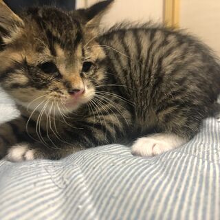 キジトラ♂生後１ヶ月　募集終了