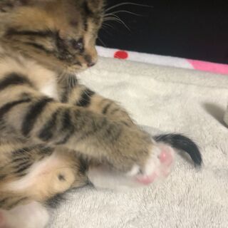 キジトラ♂生後１ヶ月　募集終了 - 松戸市