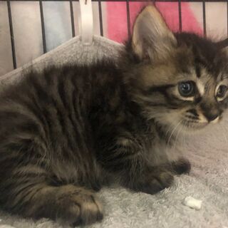 募集終了