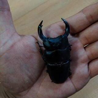 オオクワガタ１ペア