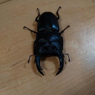 能勢産オオクワガタ１ペア