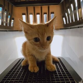 茶子猫　更新