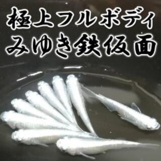 【お得な定番めだかの稚魚セット②】みゆき鉄仮面、オロチブラックダイヤ