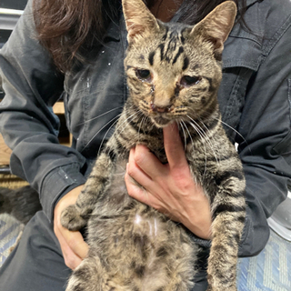 多頭飼育崩壊の現場です！