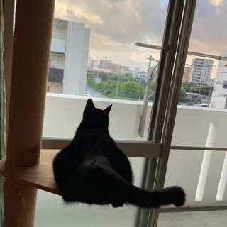 黒猫10ヶ月、オス
