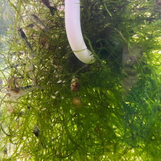 手渡し限定　ブルー系シュリンプの画像