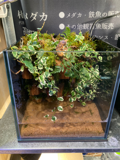 ☆杜のメダカ☆★熱帯魚飼育にコケリウム・テラリウム完成品★20水槽ポンプ付き