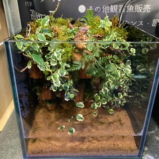 ☆杜のメダカ☆★熱帯魚飼育にコケリウム・テラリウム完成品★20水槽ポンプ付き