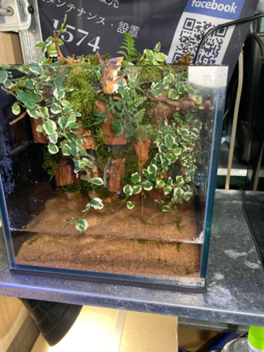 ☆杜のメダカ☆★熱帯魚飼育にコケリウム・テラリウム完成品★20水槽ポンプ付き