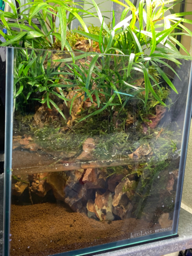☆杜のメダカ☆★熱帯魚飼育にコケリウム・テラリウム完成品★20水槽ポンプ付き　　　