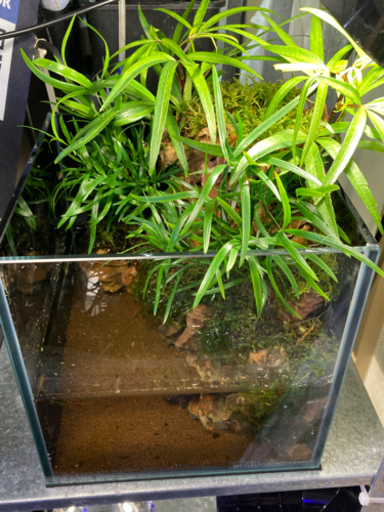 ☆杜のメダカ☆★熱帯魚飼育にコケリウム・テラリウム完成品★20水槽ポンプ付き　　　