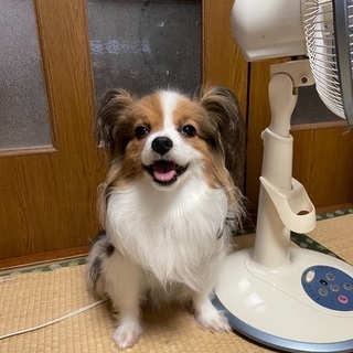 献血ドナー犬を探しています