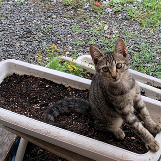 お目目くりくり✨元気なキジ子猫里親様募集してます。