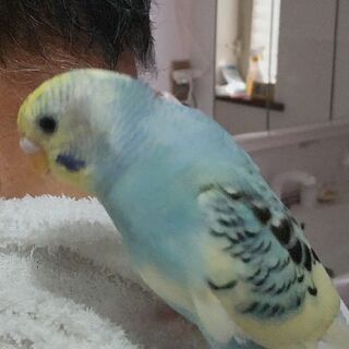 セキセイインコの幼鳥　里親さん募集　条件有り　〆切