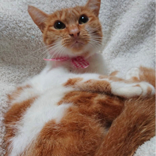 静かなメス猫1才　チャーハン