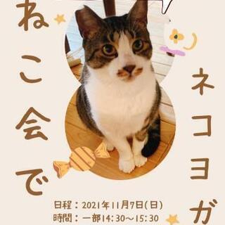 ❇️11/7(日) 猫カフェ会 × ネコヨガ コラボイベント

 - 世田谷区