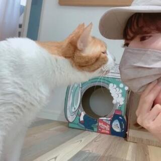 ❇️11/7(日) 猫カフェ会 × ネコヨガ コラボイベント

 − 東京都
